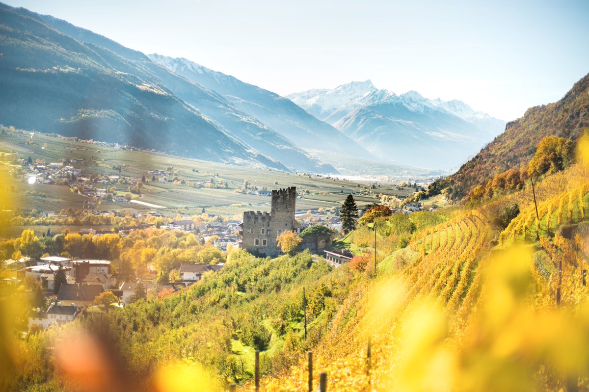 polanerselect's tweet image. We are proud to announce we will be importing the wines of Weingut Falkenstein! Falkenstein is one of Italy's most respected producers of Riesling. Their wines are super focused with great acidity and minerality.