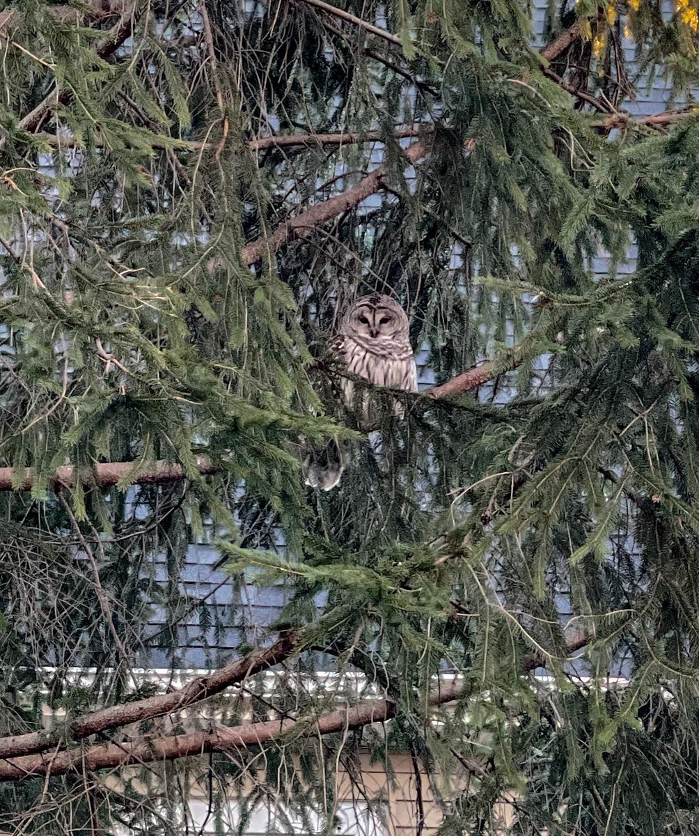 slashBirding's tweet photo. Toppings off the feeders and saw this guy hanging out (NH)
https://t.co/3lDePYX34M
#birding https://t.co/bAg5vUSbS4