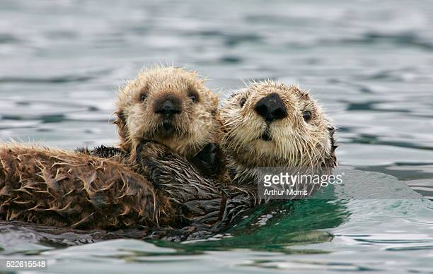 @momsresistnow @ShutUpAmanda @MaryKeithBare1 Totally stealing this.  Since I do have manners, here's a cute picture of some otters. 😎