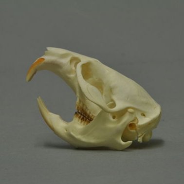 Musk-rat is known for a secreting gland used to mark territory with his particular stink.
Some large specimen are known to be particularly stinking rich and therefore emit a particularly foul stink.
Our only consolation is that in time their bones shall be stink free