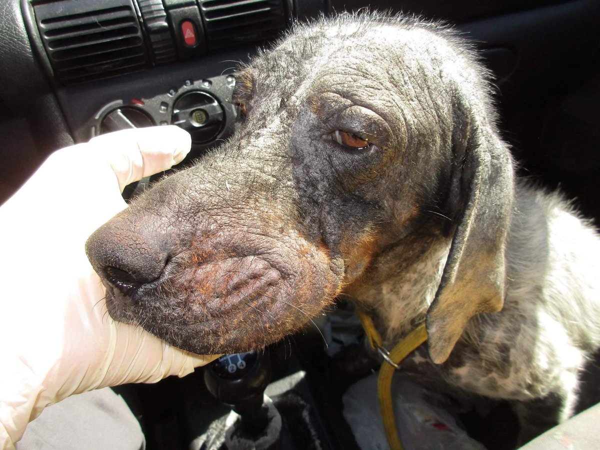 GalinaRako's tweet photo. Before covid I received a call from a volunteer to say a Setter was to be euthanised. I told them ‘no’ I would look after her. I was horrified to see her…see my next tweet for the transformation of Angie…(1/2)
#RescueDog #rescue #Montenegro #Setter https://t.co/uI7GFiIPGq