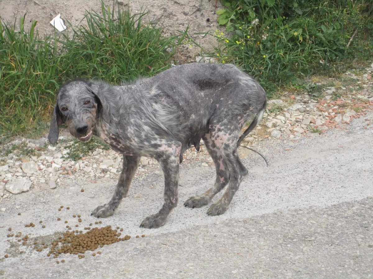 GalinaRako's tweet photo. Before covid I received a call from a volunteer to say a Setter was to be euthanised. I told them ‘no’ I would look after her. I was horrified to see her…see my next tweet for the transformation of Angie…(1/2)
#RescueDog #rescue #Montenegro #Setter https://t.co/uI7GFiIPGq