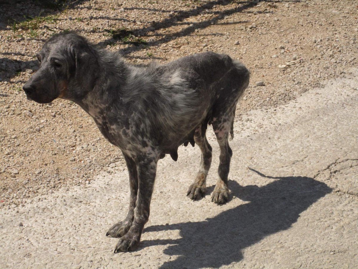 GalinaRako's tweet photo. Before covid I received a call from a volunteer to say a Setter was to be euthanised. I told them ‘no’ I would look after her. I was horrified to see her…see my next tweet for the transformation of Angie…(1/2)
#RescueDog #rescue #Montenegro #Setter https://t.co/uI7GFiIPGq