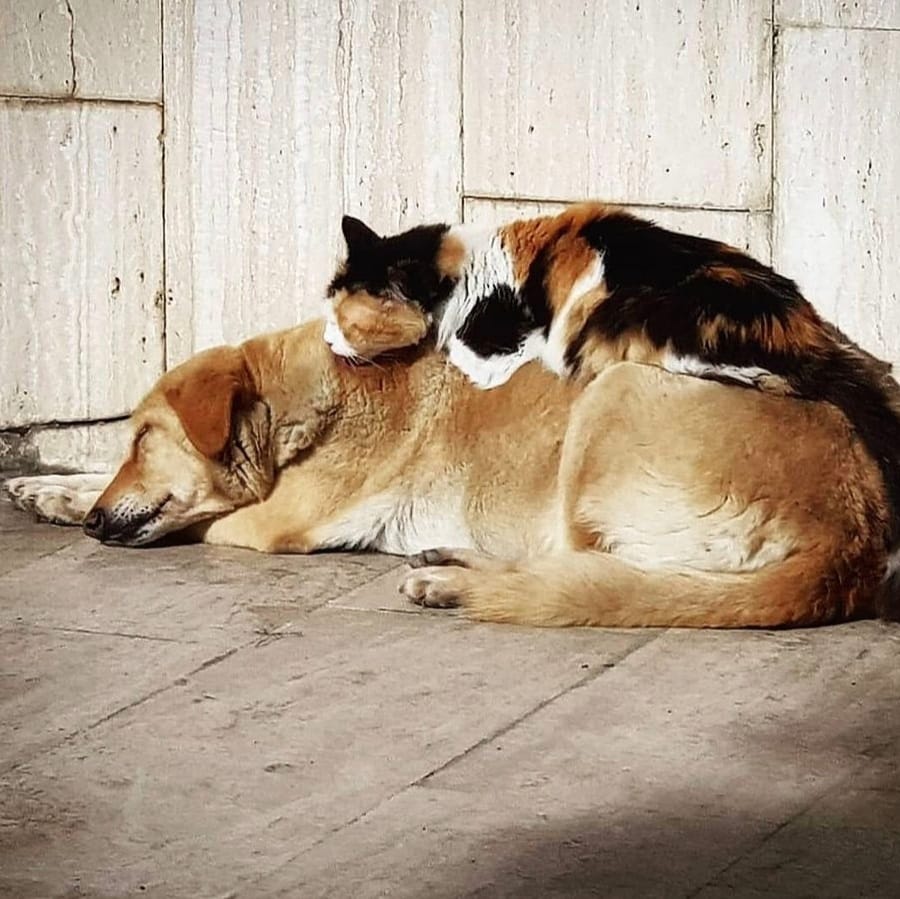 Her gün çocuklar istismara uğrarken,
Kadınlar katledilirken,
Savaşlarınızda masumlar ölürken,
Dünya her geçen gün yok olurken,

Yarattığınız bu cehenneme
BİZ Mİ FAZLA GELDİK?
#Konyadakatliamvar