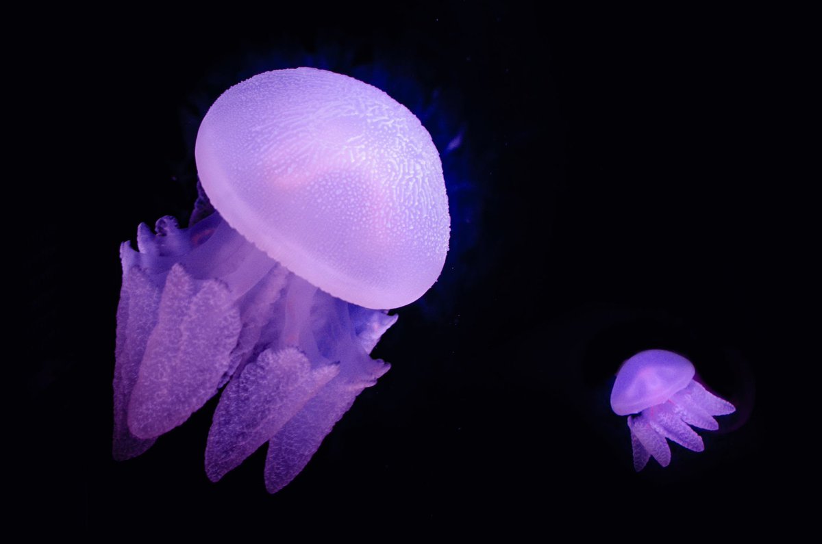 aquaticlifeotd's tweet photo. ˚₊· ͟͟͞͞➳❥ the Aquatic Life of the day is the Catostylus mosaicus, or the Blue Bubbler Jellyfish! https://t.co/zCRHpwF4wI