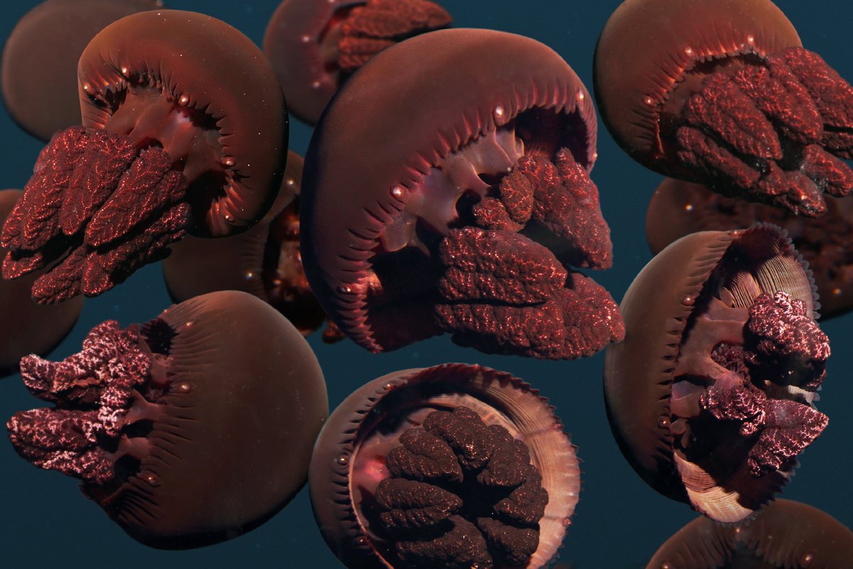 aquaticlifeotd's tweet photo. ˚₊· ͟͟͞͞➳❥ the Aquatic Life of the day is the Catostylus mosaicus, or the Blue Bubbler Jellyfish! https://t.co/zCRHpwF4wI