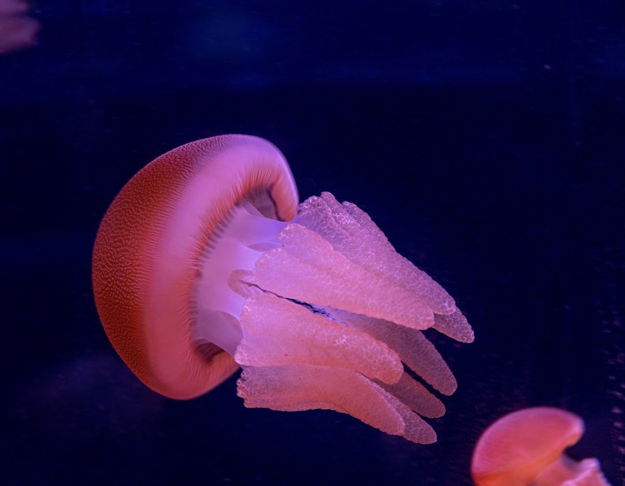 aquaticlifeotd's tweet photo. ˚₊· ͟͟͞͞➳❥ the Aquatic Life of the day is the Catostylus mosaicus, or the Blue Bubbler Jellyfish! https://t.co/zCRHpwF4wI