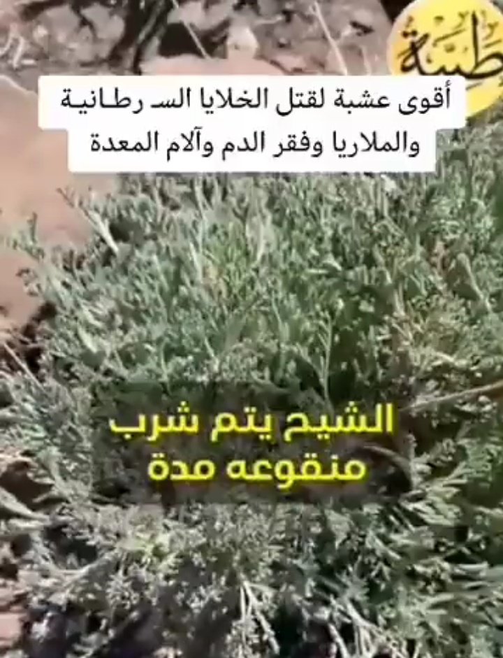 AlaliRaha's tweet photo. جربتها للانفلونزا والكرونا كويسه https://t.co/2M1LY1ITex
