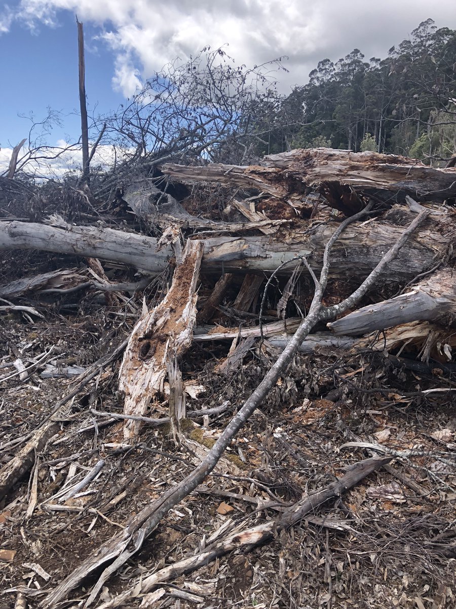 TassieWild's tweet photo. Clearfelling right at World Heritage boundary - mostly for woochips. Inc giant trees with hollows in them. 

Is this forest destruction to make your toilet paper, printing paper, packaging, timber? 

It's hard to tell. 
In fact, it's impossible. 

 #politas https://t.co/rPzSrD1uuv