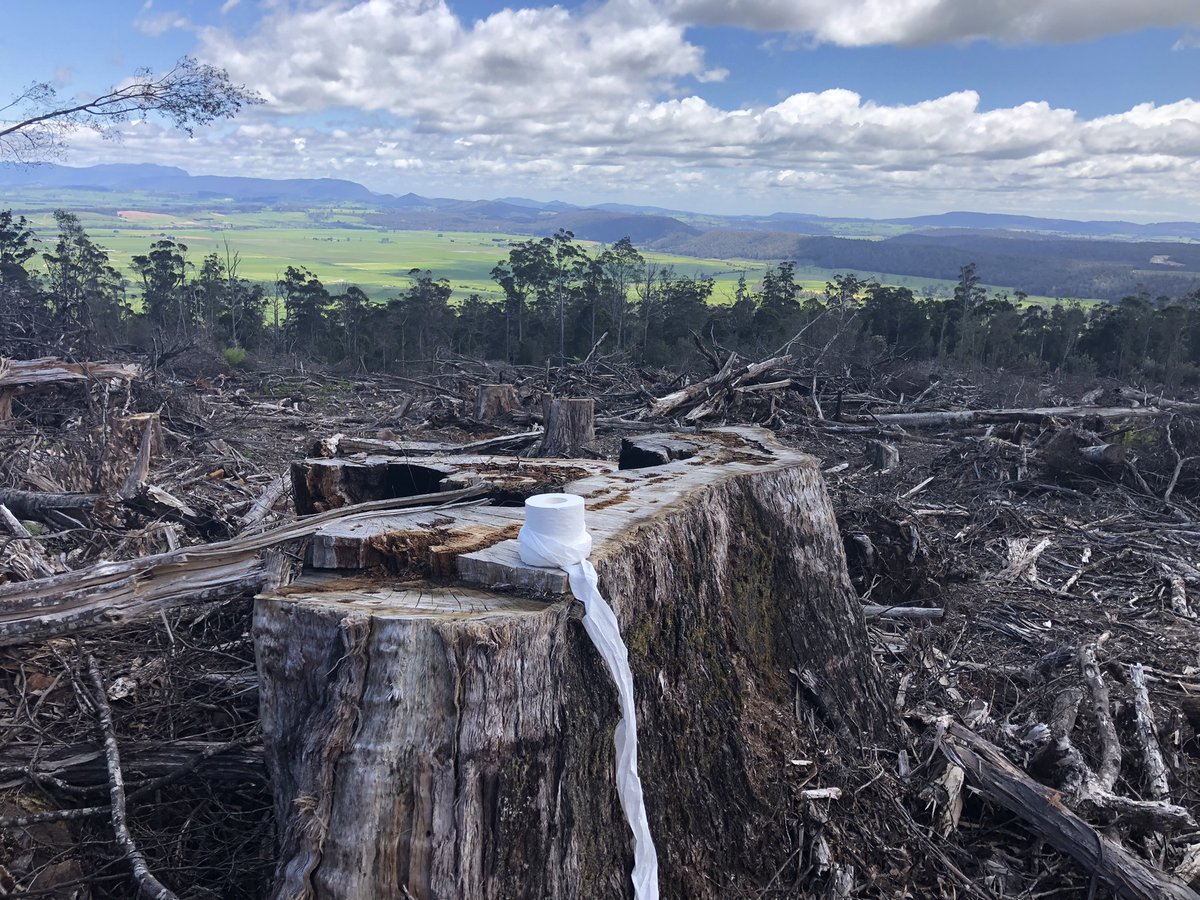 Clearfelling right at World Heritage boundary - mostly for woochips. Inc giant trees with hollows in them. 

Is this forest destruction to make your toilet paper, printing paper, packaging, timber? 

It's hard to tell. 
In fact, it's impossible. 

 #politas