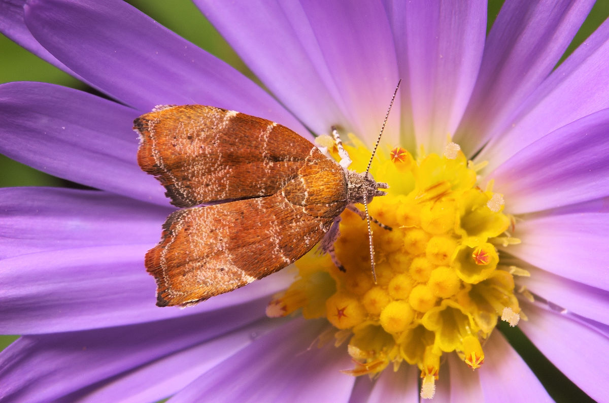 Dear followers who value the role of #insects for our own existence, Better equipment = more speed and quality of scientific data output. You can help me reach even more ambitious goals to protect insects by contributing to this #fundraising page: gofundme.com/f/help-radosla…