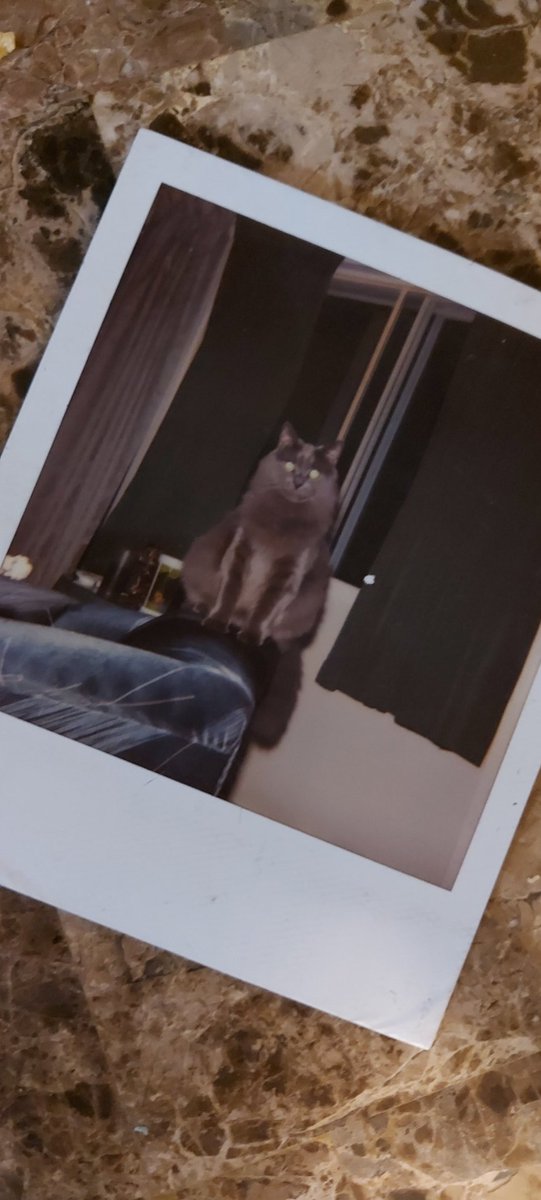 WhiteJeremy's tweet photo. @pinkmagiclala I bring Cuddling to the next level.  I call it: 'Snuggle Fuck' (™️) + 77% on The Weirdo scale (I prefer eccentric)  AND... this was my Maincoon; Wizzard 
✔️  all the Boxes. https://t.co/lQRZ48IId7