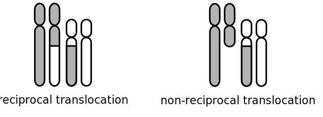 Chromosomes: Here we will look at the concepts of Chromosomes. - Thread ...