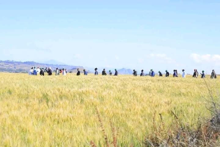 AppAmhara's tweet photo. የበጋ ስንዴ መስኖ ልማት ራሳችንን በምግብ ችለን ለውጭ ገበያ ለማቅረብ የሚያስችለን ደረጃ ላይ ከማድረስ ባሻገር ለፖለቲካ ማስፈጸሚያ የሚውለውን የእርዳታ ምንጭንም ለመቀነስና ለማስቀረት የሚያስችል ጅምር ነው፡፡ https://t.co/hi33nlDlLK