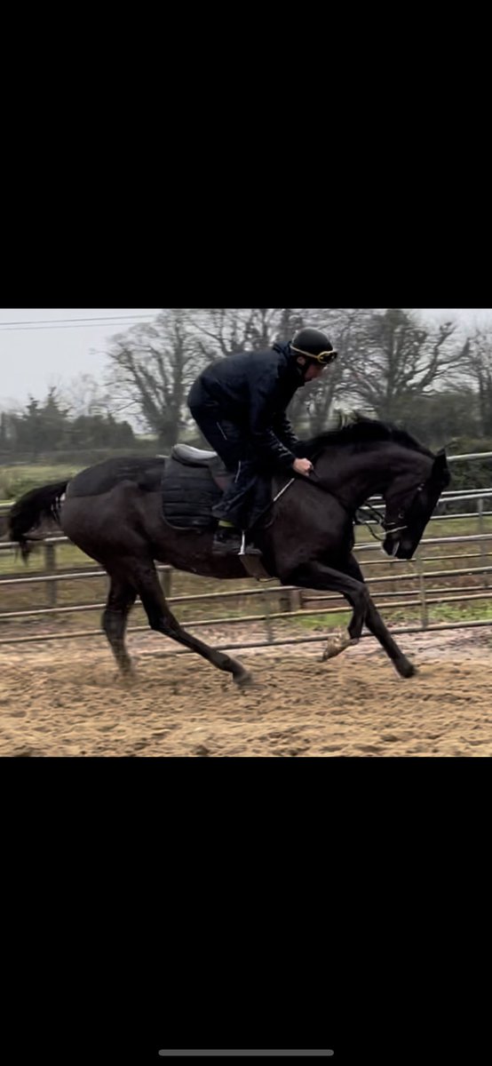 ClosuttonRacing's tweet photo. Our Sholokhov filly , half sister to The Tag Man @HenrydeBromhead coming along nicely in pre training @HillviewStud in preparation for @WillieMullinsNH @jamesfent https://t.co/QgTKpNbxUy