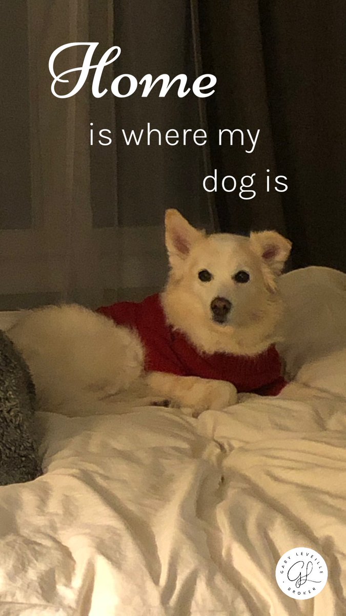 GabyLeveille1's tweet photo. Once you have a wonderful dog, a life without one, is a life diminished. ๐พโค๏ธ Dean Koontz #dogs #doglover #pets #doglife #gabyleveille #broker #realtor #realestate #canada #investor #realestateinvestor #kellerwilliams #kwedge #kwluxury https://t.co/aG4fR8fJxf