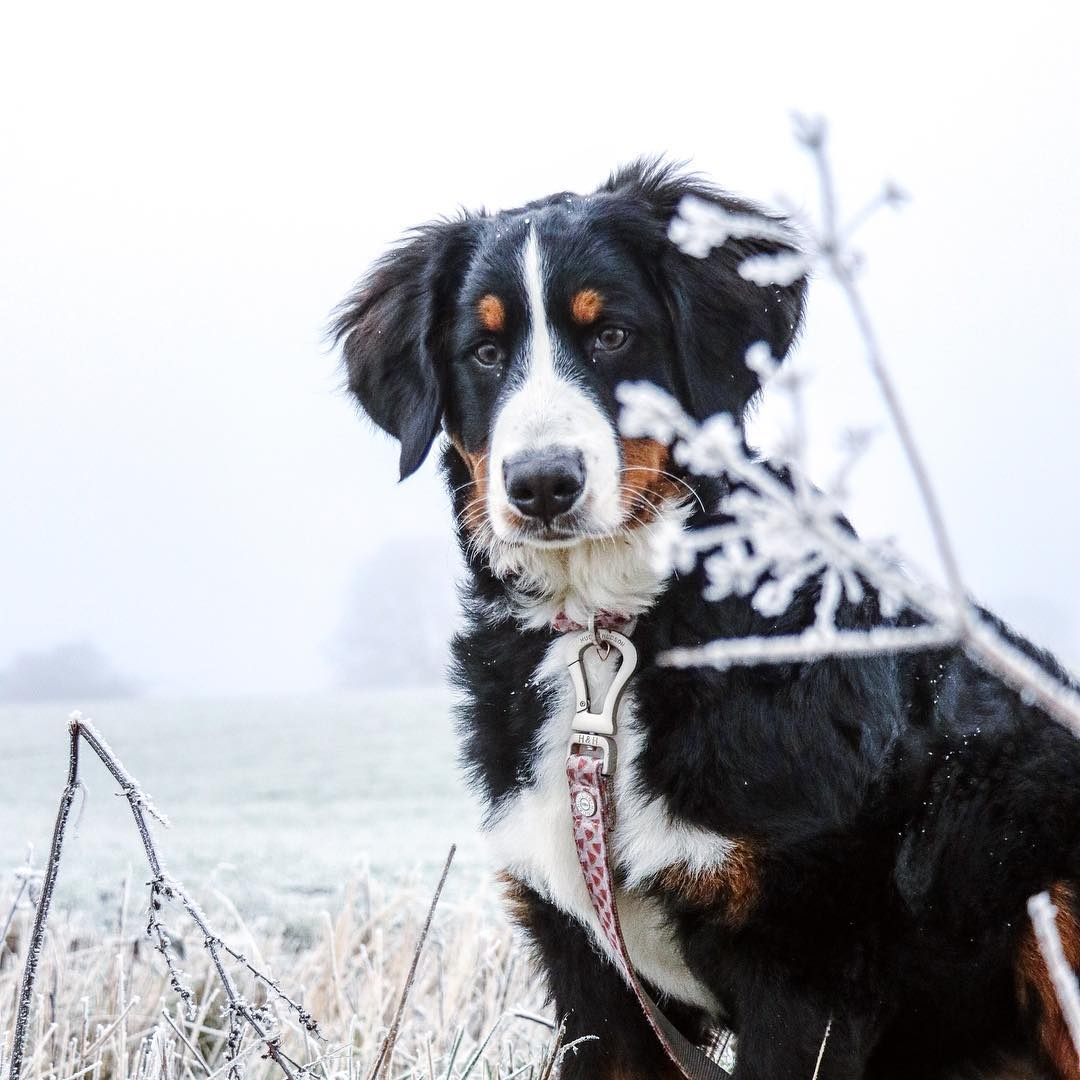 DogFuriendly's tweet photo. Did you know that there are repawts of it being a white Christmas this year?

📷 @berner.bears

#dogsoftwitter #bernesemountaindog #dogstagram #dogsofinstagram #bernese #berner #twitterdogs #snow #pups #dogsnow https://t.co/ItzwApCtHM