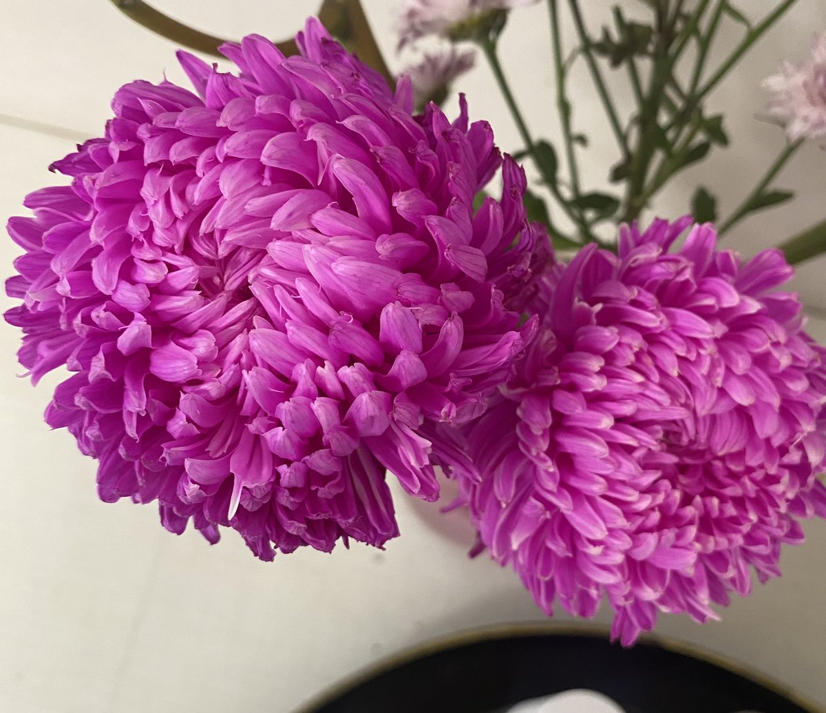 Том баглаа цэцгэн дундаас энэ 2 хамгийн тод нь байсан болохоор хамгийн эмзэг,хурдан үхэх байхдаа гэж бодож байтал хамгийн сүүлд торойгоод үлдэж байх юм. Дүгнэлт:Юу ч харагдаж байгаа шигээ байдаггүй.