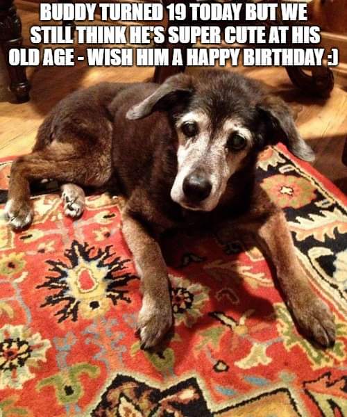 Buddy turned 19 today but we still think he's super cute at his old age , Wish him a happy birthday 🙏💚🎉🎉