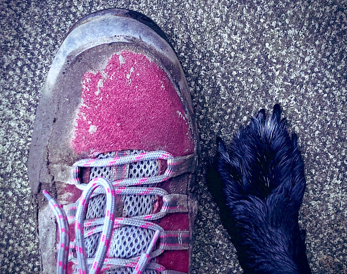 HellingtonBoots's tweet photo. Back in action with my #Stellasaurus. π₯°πβπ¦ΊπΎ
#Chomps in our little local woodland. π¦ π³ π
So good to be outside in the fresh air and enjoying daylight. π
#LegsAndLaces π₯Ύ#TeamChomp https://t.co/sYsvUExeow