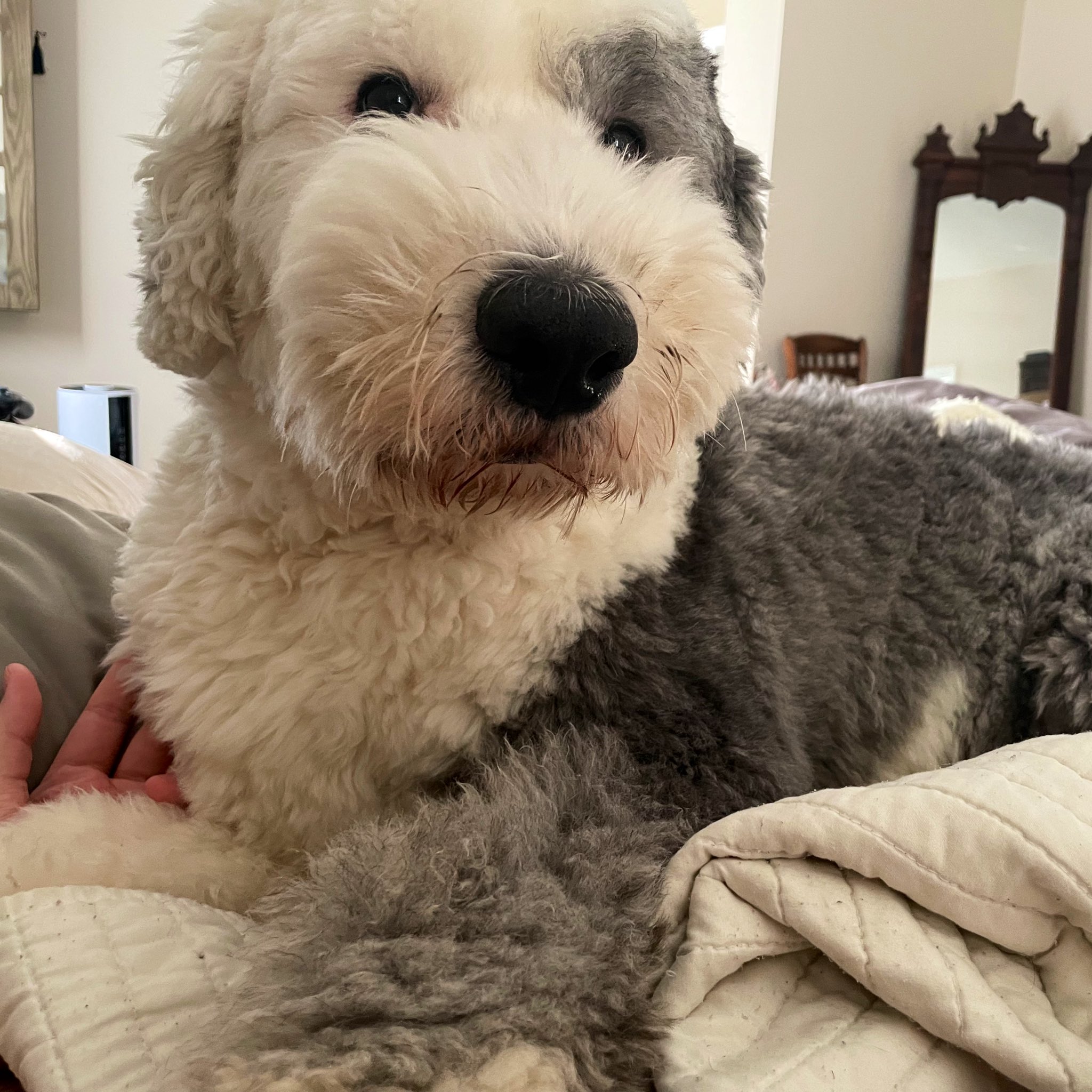 itmeJP on Twitter "how Ollie wakes me up every morning https//t.co