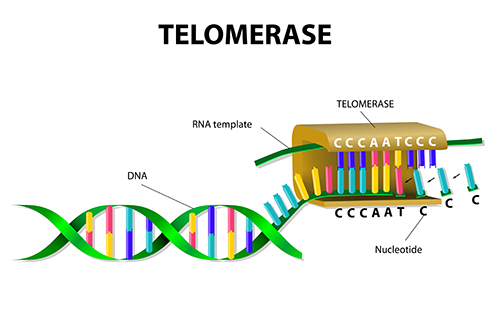 Chromosomes:

Here we will look at the concepts of Chromosomes.