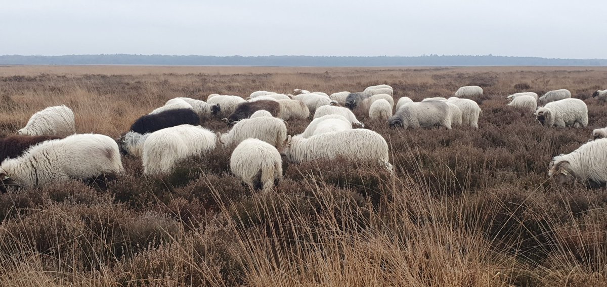FritsvanLaar's tweet photo. Kijk die schapen eens lekker vreten van de #Struikhei op de #Kraloërheide! Zo onstaat er diversiteit in structuur van de heide, en blijven de planten vitaal.
En passant nog even een oudere #plagstrook van de #herstelwerkzaamheden van @Natuurmonument meegenomen. #Dwingelderveld https://t.co/xJoRV1lKJd