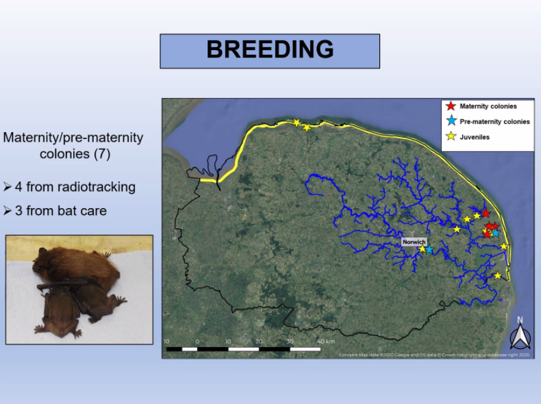 _BCT_'s tweet photo. Through the Nathusius' pipistrelle project @NorwichBats have also discovered some maternity roosts #EastBatConf https://t.co/egQihHpvmn
