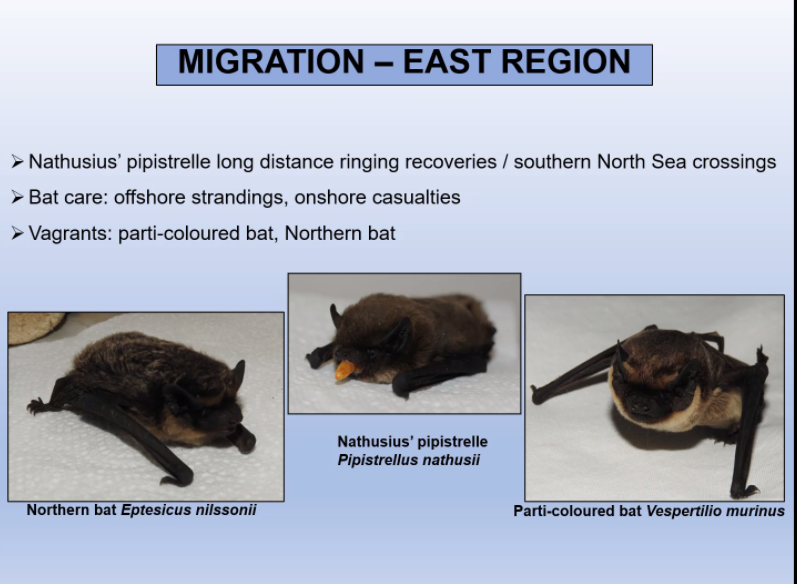 _BCT_'s tweet photo. The Nathusius' pipistrelle project allows us to find out more about this great migrating species and @NorwichBats have also found other vagrant bat species #EastBatConf https://t.co/GzqZToqWyv
