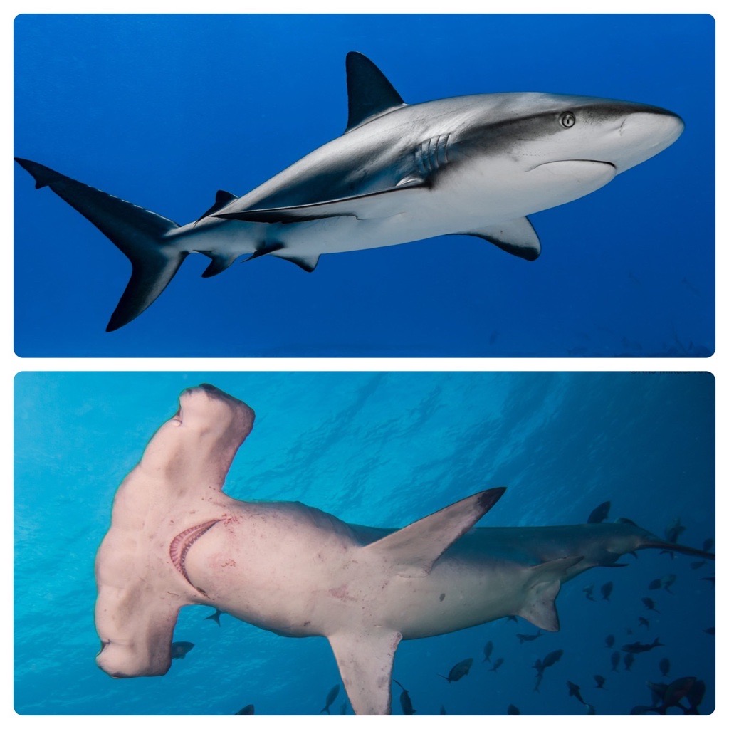 RedPrensaVerde's tweet photo. Finalizó la #CITESCoP19 en #Panamá: Países votaron para que tiburones y rayas quedaran protegidos ante comercio internacional.
@CITES 

https://t.co/ZAGPqJgoVx

#condrictios #Panamá #comercio #tiburones #rayas https://t.co/yzQFvlnZpT