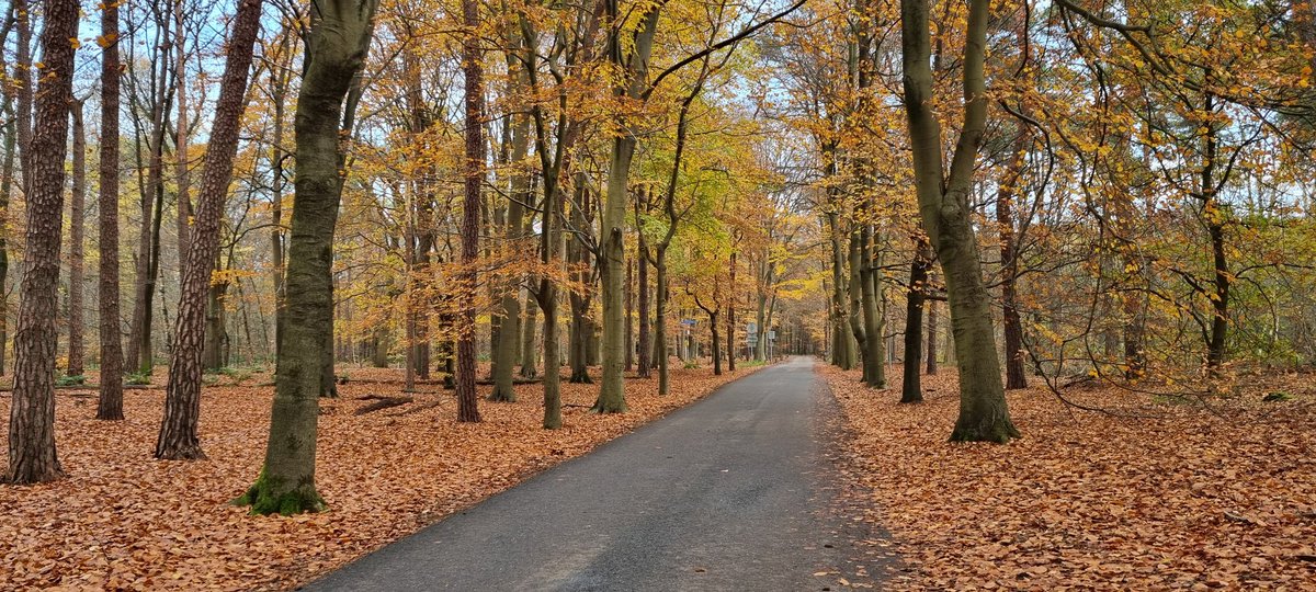 johan_klos's tweet photo. Goedemiddag nog heerlijk 7km wezen #wandelen in de #Oisterwijk #bossen en langs mooie #vennen #in #noordbrabant heerlijk zo die #herfstkleuren kon later ook mijn #fiets weer halen de #velg viel gelukkig mee #weerfoto https://t.co/BaaCXSG8BY