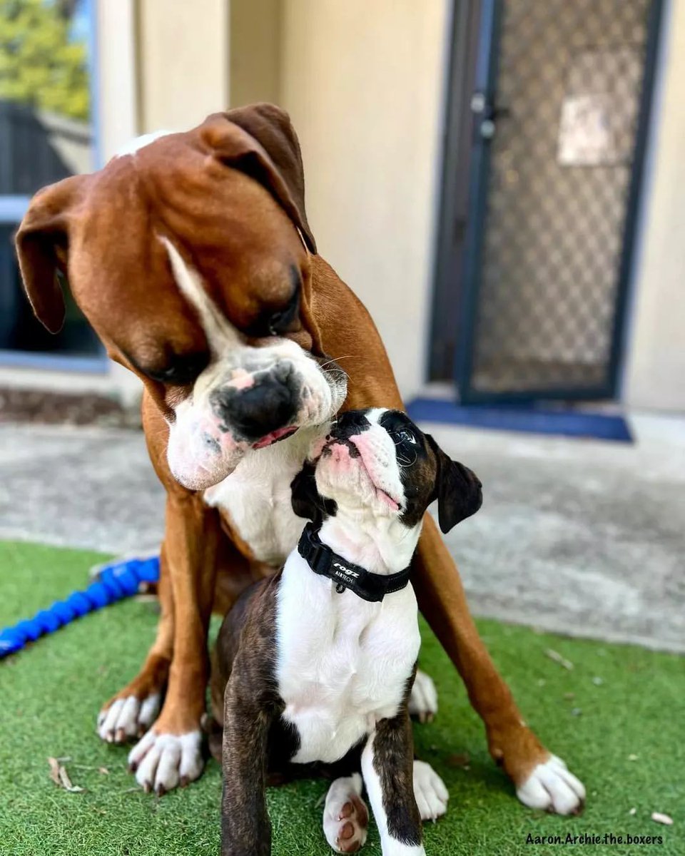 boxerloverworl1's tweet photo. Cute or not?
#boxer #boxersofinstagram #boxerdog #boxers #boxergram #boxerlove #boxerpuppy #instaboxer #boxeraddict #boxerdogs https://t.co/KC1p1LBqUF
