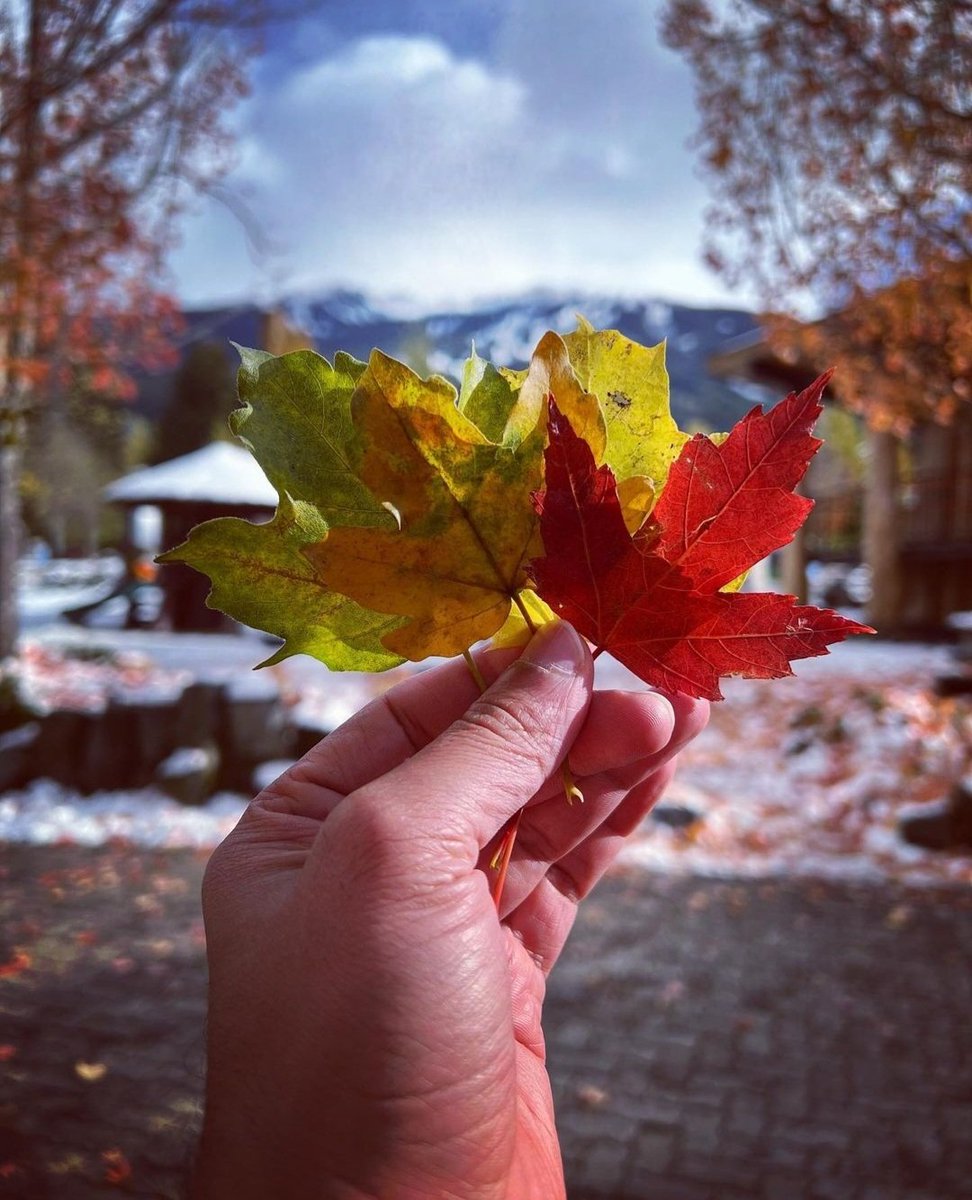 archinspects's tweet image. #Canada