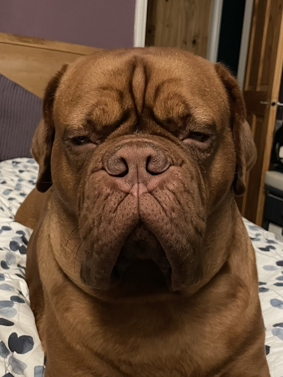 When you are finally ready to get into the holiday spirit and start packing, you turn round and see this face! #holidayguilt #sulkingdogue