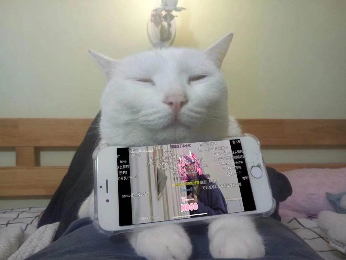 Kiwi40230882's tweet photo. #ShoSetUp
My babe cat https://t.co/lRHfdSsEOr