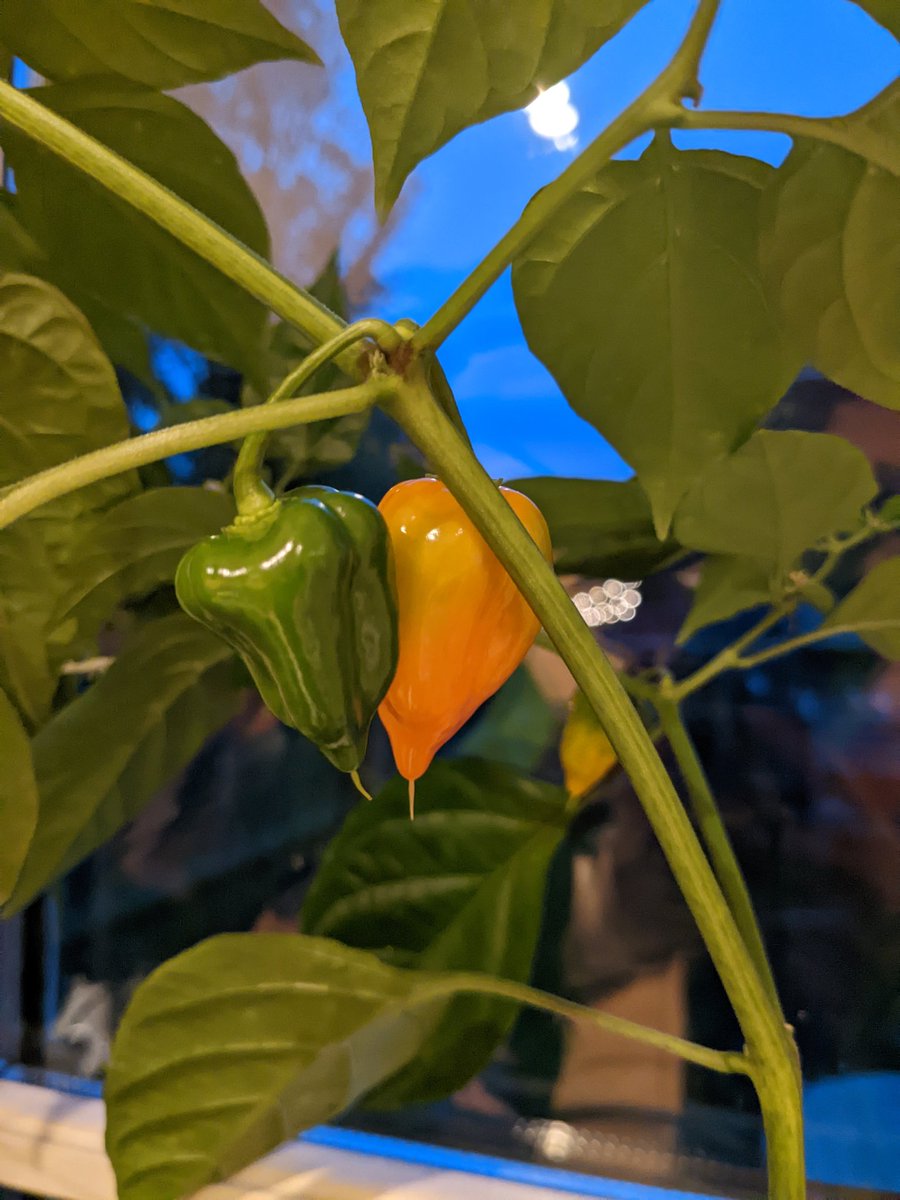 djspuddy's tweet photo. #pepperwatch more peppers ripening. I'm freezing them until they're all ready to be turned into hot sauce. https://t.co/1P2yjdf38a