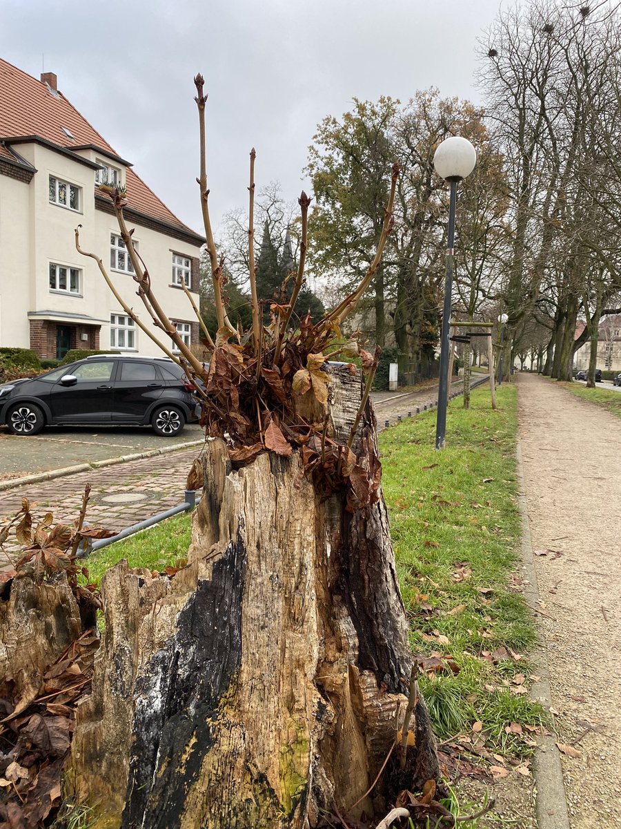 Tussipowerx3's tweet photo. #EachDayATree
#PleaseHelpFaraz und den anderen #MEcfs Betroffenen …
Ein bisschen symbolische Hoffnung in Form einer jungen Kastanie, die auf den Resten einer gefällten Kastanie wächst, https://t.co/lFRuOq2lY6