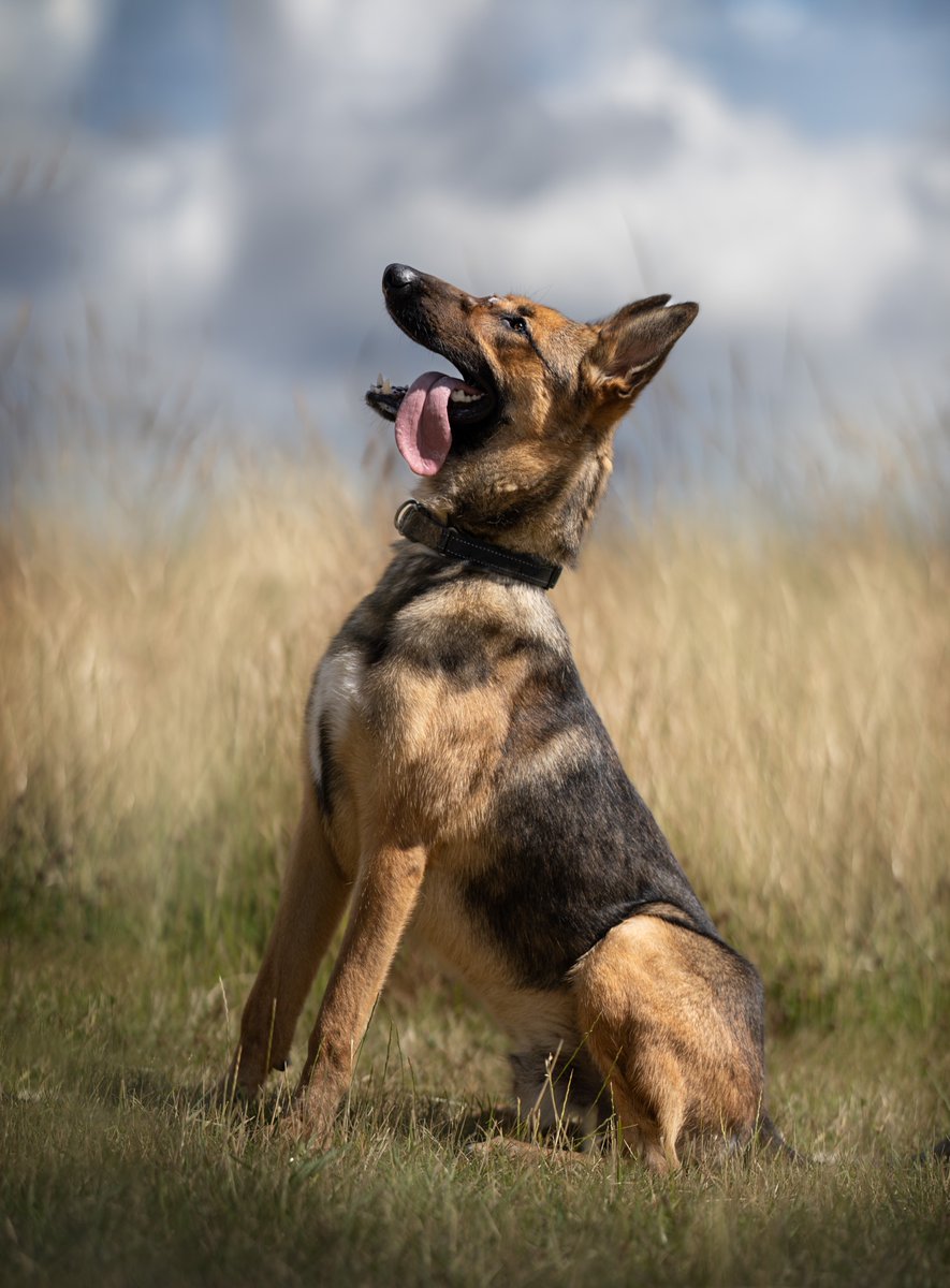 gsrescueelite's tweet photo. Brock is 2yrs old and he has been with us over a year now, Brock can live with older kids but he can be a cheeky chap so needs boundaries and consistency in the home 
#dogs #GermanShepherd #Notts 
https://t.co/lBMWltW5Nd https://t.co/Q0bQom7OgK
