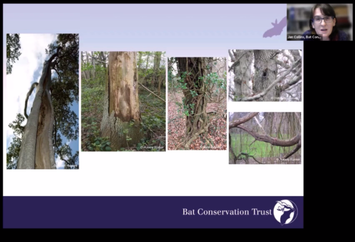 _BCT_'s tweet photo. One of the areas being reviewed is around tree surveys which are complex for many reasons; from roost switching behaviour, tree ecology and many more. The Bat Tree Habitat Key will also be highlighted in the updated guidelines #EastBatConf https://t.co/z5CGqtZBiL