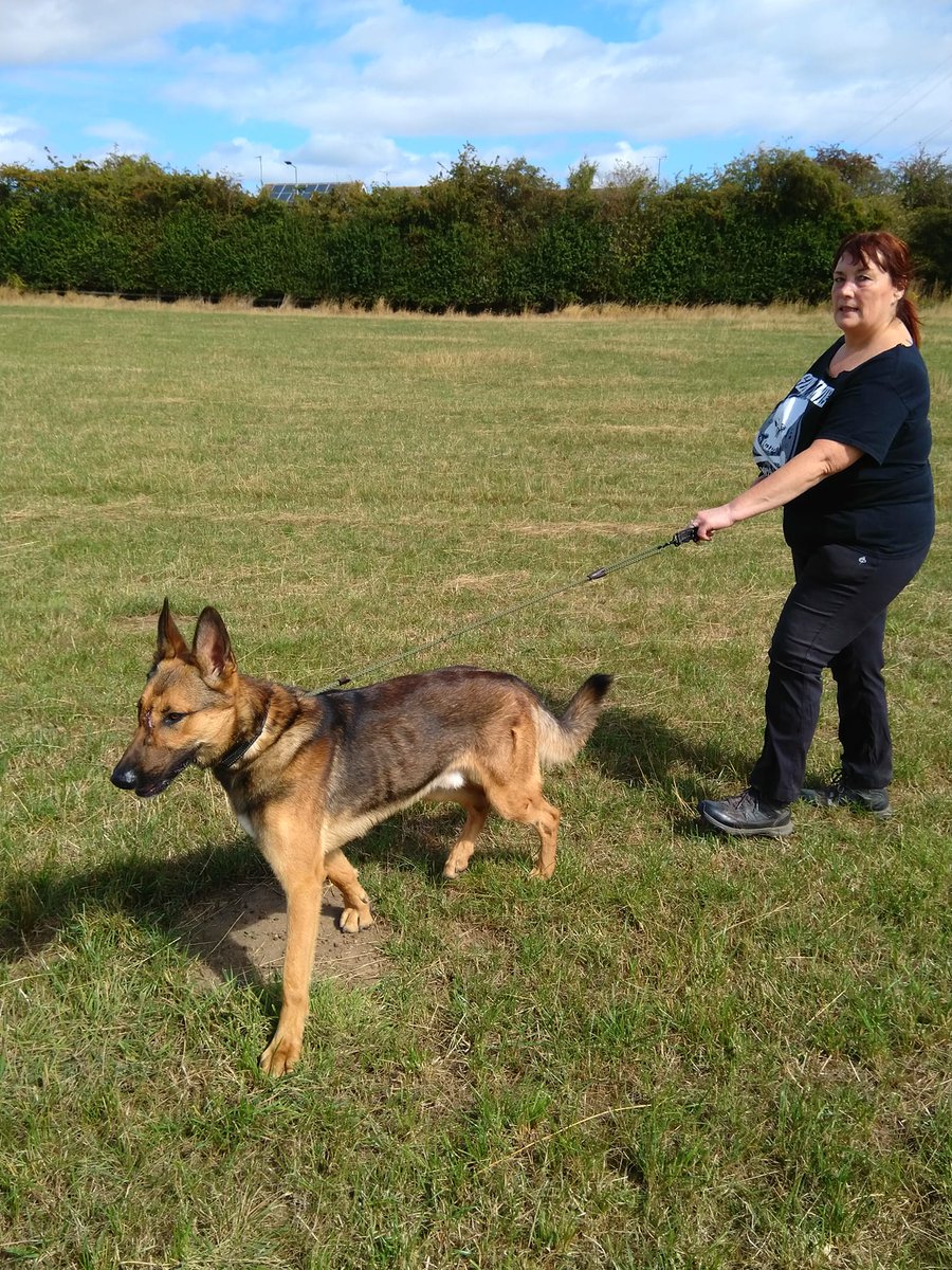 gsrescueelite's tweet photo. Brock is 2yrs old and he has been with us over a year now, Brock can live with older kids but he can be a cheeky chap so needs boundaries and consistency in the home 
#dogs #GermanShepherd #Notts 
https://t.co/lBMWltW5Nd https://t.co/Q0bQom7OgK