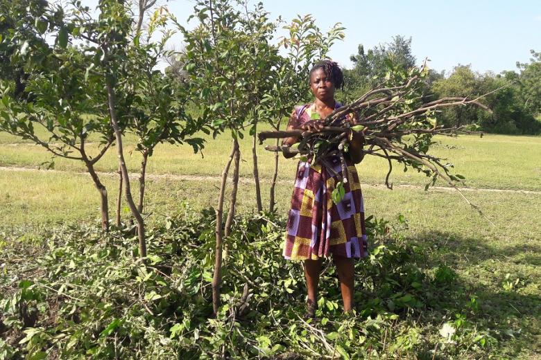 sssaaka's tweet photo. Absolutely @awakentrees, a key immediate benefit of pruning in #FMNR is the availability of firewood for women and girls for domestic use. Comfort in Ghana collects firewood after being taught how to prune. @FMNRHub @rinaudo_tony @fonar4NR @SilviaHolten https://t.co/krVWGPHtL0