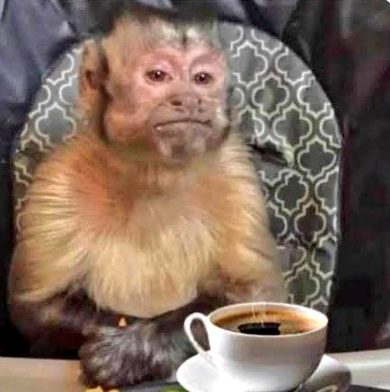 Yo leyendo que los argentinos nos dicen mexichangos