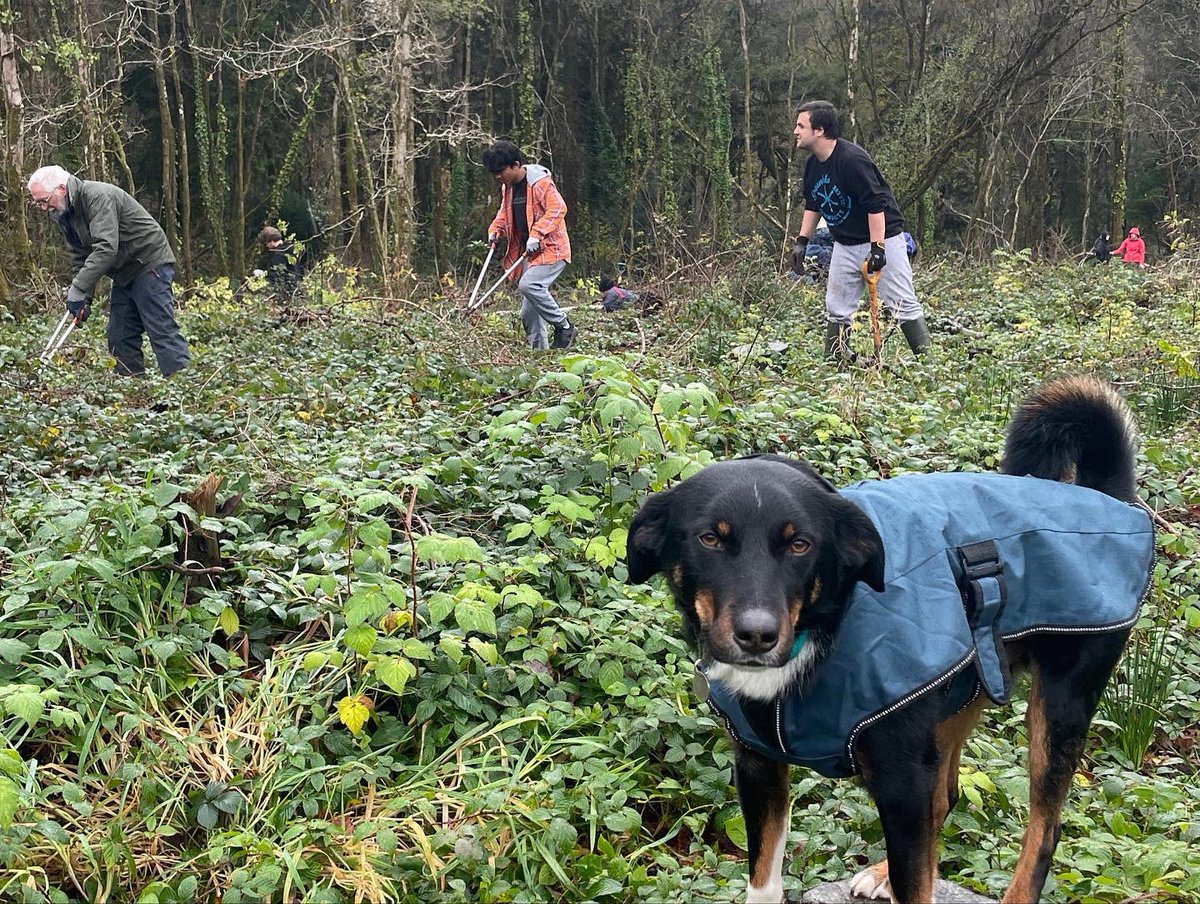 JeanLouisButton's tweet photo. Great fun helping our friends over at Penllergare woodland plant several hundred Oak trees to mark the start of the #NationalTreeWeek 🌱🤩 https://t.co/ZNpBLCOlcX