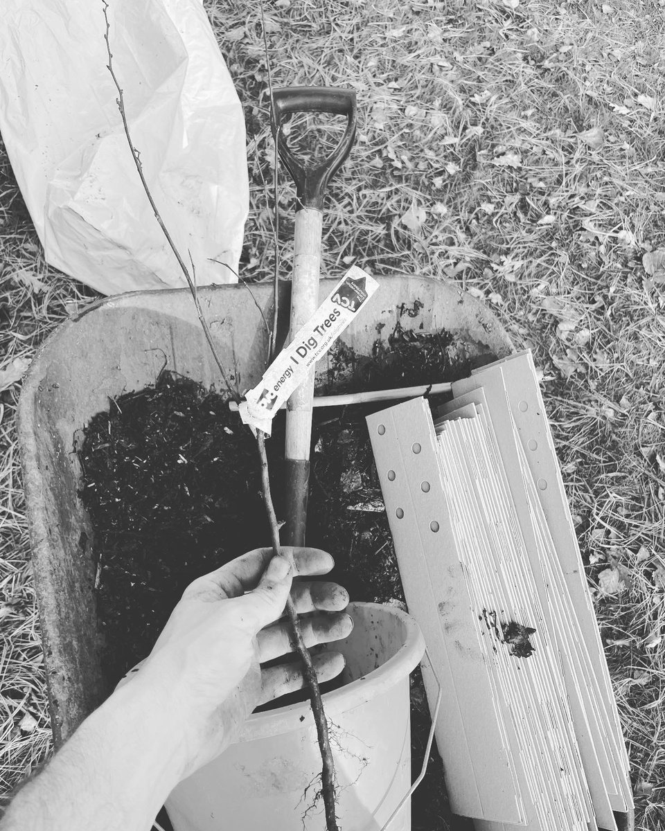 JeanLouisButton's tweet photo. A few snaps from our #treeplanting session in Singleton Park on Friday with the @SwanseaUni tree society for the #Movember awareness campaign on #mensmentalhealth 🌱👏 https://t.co/Hjfz9F9hP1