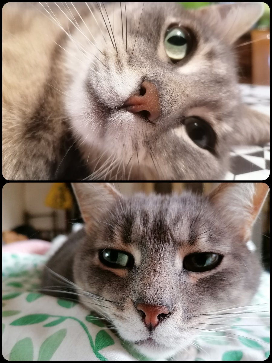 ccatenacci's tweet photo. Il mio gatto sa come passare il sabato pomeriggio. https://t.co/tGRZKFe0a8