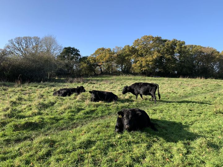 water_meadow's tweet photo. The Dexter cows enjoying the sunshine at Ballard yesterday! #ballardwatermeadow #ballardwatermeadows #conservationgrazing #sunshine #newmilton #doingagoodjob https://t.co/KQkZyGS1od