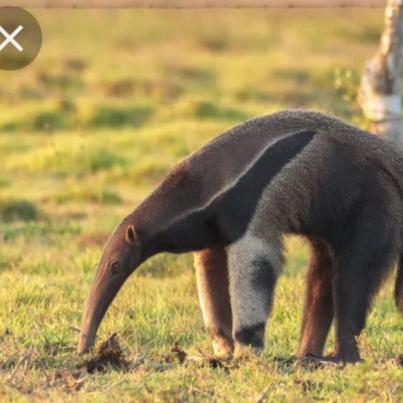 HOT TAKE: Wilbur hates anteaters becasue he is one in discuise