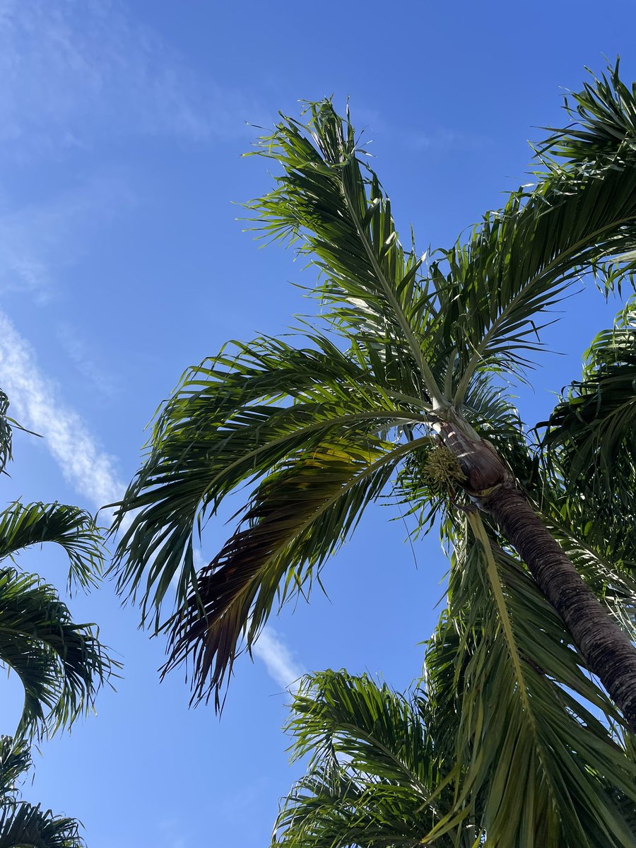 rasputnaya_m's tweet photo. Miami🤍 https://t.co/51Wc31ZRIg