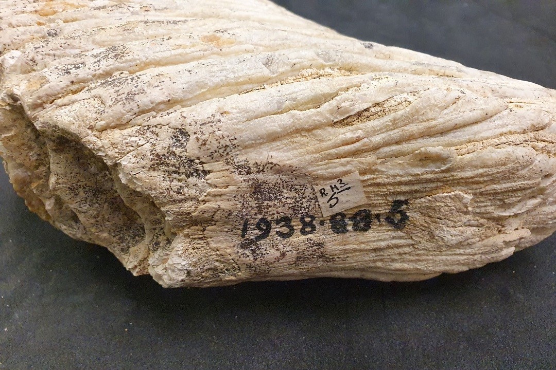 At our virtual symposium today we were delighted to welcome Dr Juha Saarinen from <a href="/GeoHelsinkiUni/">Geosciences and Geography, University of Helsinki</a> using Pliocene to Early Pleistocene teeth to reconstruct ancient diets: cimuseums.org.uk/iceagefossils/ <a href="/SuomenAkatemia/">Suomen Akatemia | Research Council of Finland</a> #palaeontology <a href="/SedgwickMuseum/">The Sedgwick Museum</a>  <a href="/TheMuseumOfLiz/">Liz Hide</a>