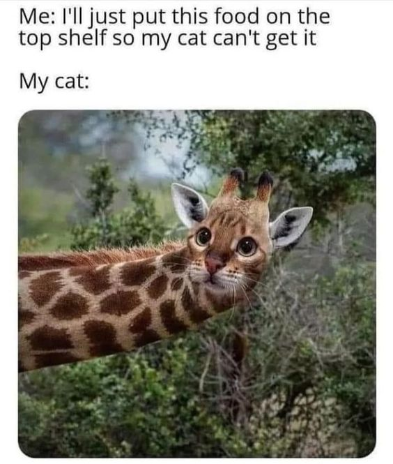 WholesomeMeme's tweet photo. https://t.co/LiSsuPCth2
